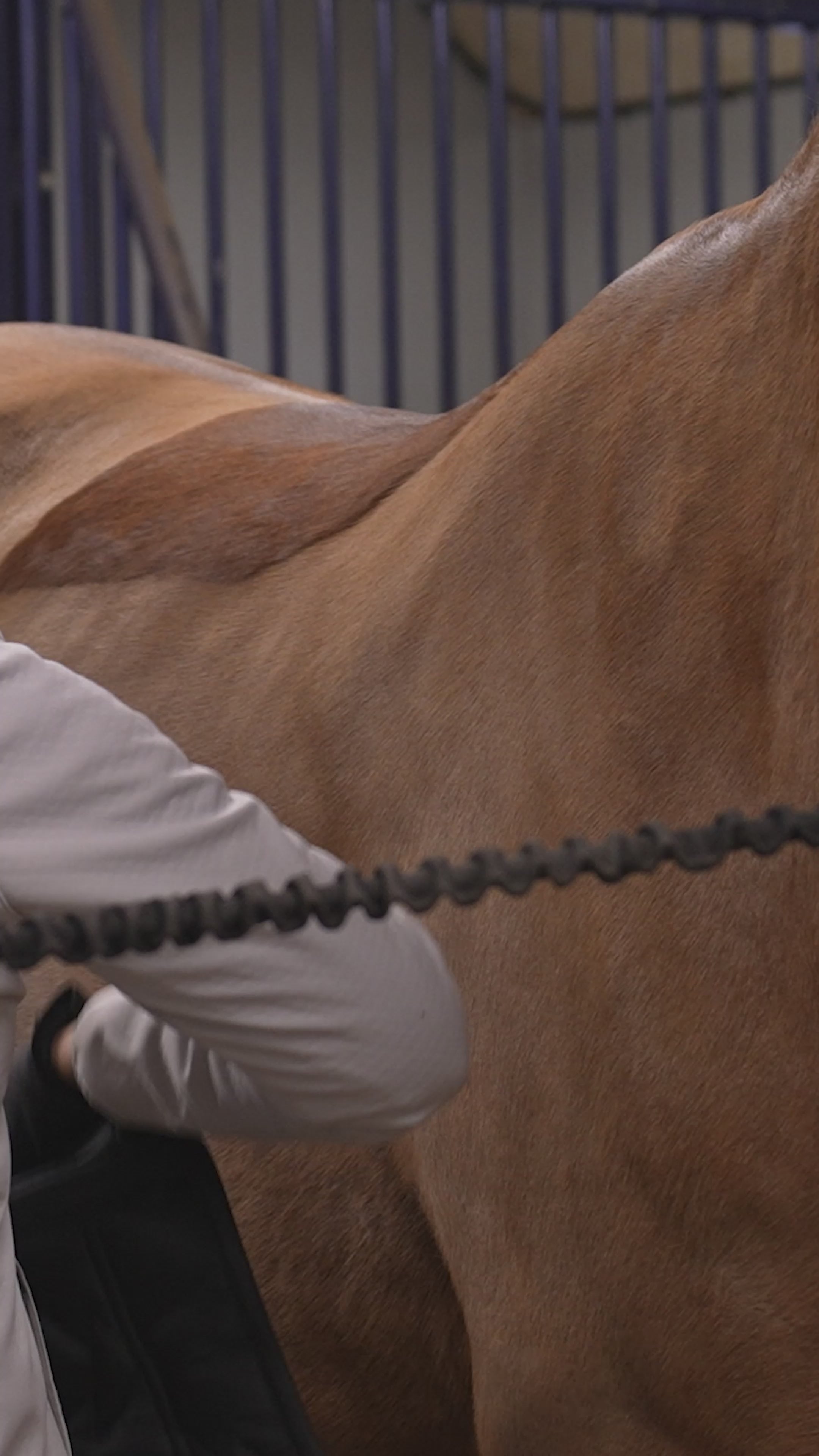 Horse Training Bands with Saddle Pad – Complete Set in Light Blue